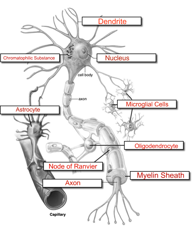 circulatory system worksheet. Nervous System Crossword