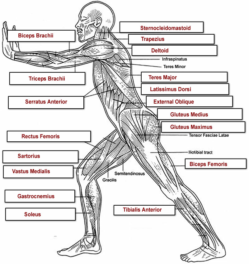 Untitled Document [anatomycorner.com]